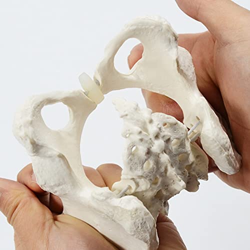 Image of Mini Size Female Pelvis Model, Flexible Anatomy Model, Hip Bone Pelvic Anatomical Model for Science Education Midwife, 15x13x7cm