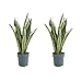 Bloomique - 2er Set - Sansevieria Laurentii - Bogenhanf - Sukkulenten - Zimmerpflanzen - Sehr Pflegeleicht - H&ouml;he 30-40 cm - Topf 12 cm