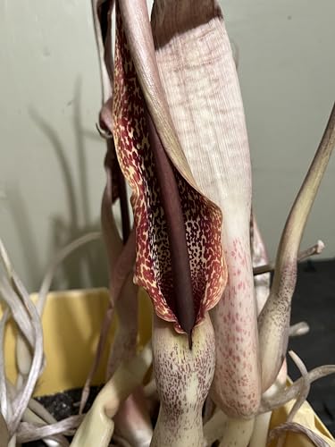 Voodoo Lily Sauromatum Venosum Corpse Flower Bulbs Corms 1'-2' Bulb Size (1'-2' Corm/Bulb)