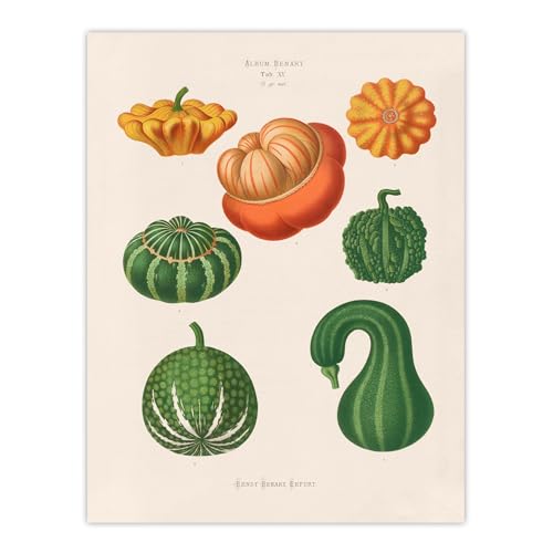 Artery8 Ornamental Gourds Kitchen Decor By Ernst Benary Wall Art Print 12X16 : Whimsical gourd arrangement ideal for kitchen conservatory or harvest inspired living room