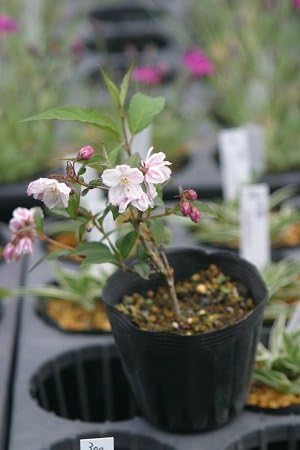 Amazon ウツギ 空木 アップルブロッサム９cm 10 5ｃｍポット 植木