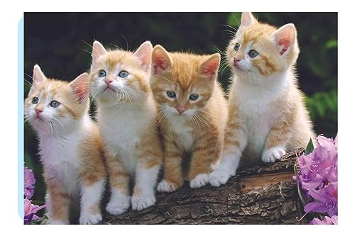Yellow Alley Cute Baby Cats Poster |Poster For Living Room, Dorms, cupboards|Interior Wall Poster|Poster For Decoration|High Resolution -300 GSM Paper Poster