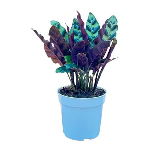 Rattlesnake Calathea Live Plant - Air Purifier, Colorful House Plant, Ideal for Home Decor and Room Decor - Rattlesnake for Indoor Plants, Calathea Lancifolia Prayer Plant