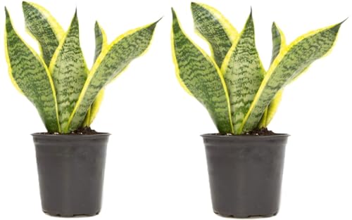 Live Snake Plant, Sansevieria Suberba, (2 Pack) in 3-inch Pot, NO...