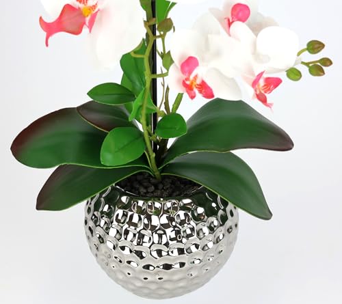 Phalaenopsis comme de véritables branches d'orchidées sans entretien - 3