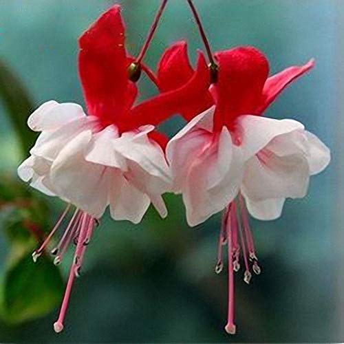See full amazon price history chart for VISHWASAI Fuchsia Lanterns Garden Balcony Begonia Bell Pot Flower Seeds 10Pcs-Red VISHWASAI Fuchsia Lanterns Garden Balcony Begonia Bell Pot Flower Seeds 10Pcs-Red (B07XC5KBGJ) Amazon Price History, Amazon Price Tracker
