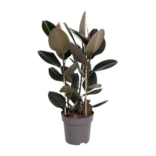 Ficus Elastica Abidjan – Ø 27 cm – 110 cm