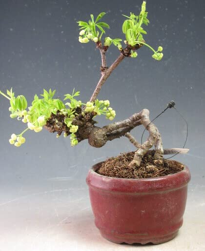 Amazon.co.jp: 花芽付き！白花五葉アケビの鉢植え盆栽（根上がり