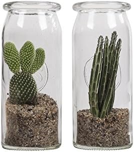Indoor Plant from Botanicly – Prickly Pear – Height: 30 cm – Opuntia