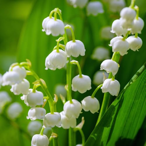 YouGarden Lily of The Valley Perennial Plants, Set of Three Established Plants in 9cm Pots, Favourite Plant of Queen Elizabeth, Shade Loving