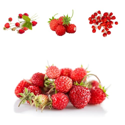 Semi di fragola selvatica, balcone Semi di fragola mensile, Fragaria vesca, acquistarere di fragole mensili 300pcs