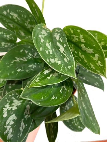 Poto Scindapsus .a Planta Trepadora de Elegancia Natural