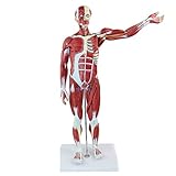 ZXCVBAS Anatomisches Modell des Menschlichen Muskels 78 cm / 30,7 Zoll Anatomisches Muskelmodell Wissenschaftliche Menschliche Anatomie Abnehmbares Menschliches Muskelmodell Mit Inneren Organen