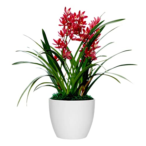 Carmela Orchids Shopping Online In Karachi, Lahore, Islamabad