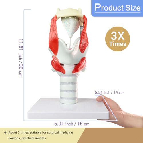 Image of HADWYN 2025 New 3X Anatomy Larynx Functional Model, Model of Larynx Pharynx Model,Human Model for Reinforcing The Neck Structure and Function Medicine