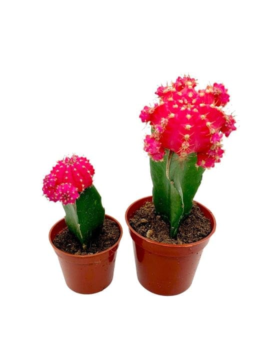 GreenWorld Special & Rare Red Moon Cactus Live Plant (Pack Of 1,With Pot) Air Purifier Healthy Indoor Live Houses & Office table lucky Natural Plant (B0CVV4F37C) Amazon Price History, Amazon Price Tracker