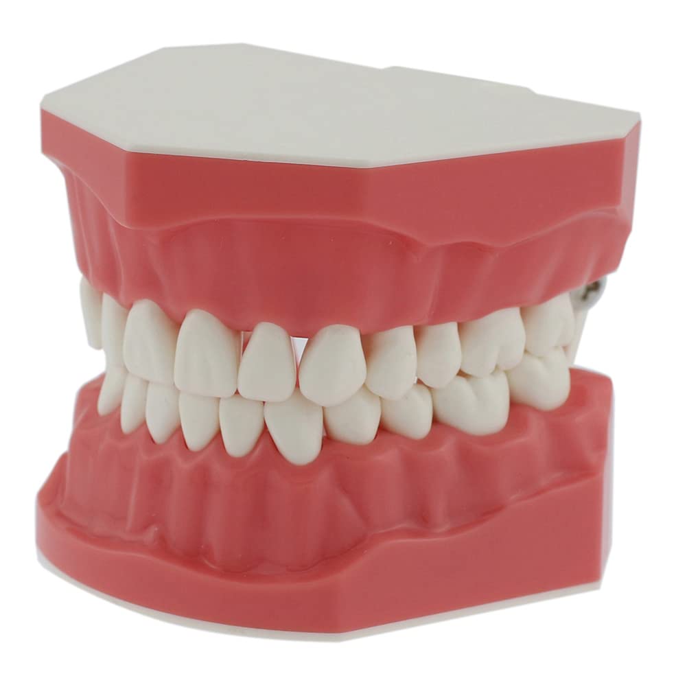 Dentysta, Model Dentystyczny, Model Dentystyczny, Demonstracyjny Model Zęba Do Nauki, 28 Zębów, Model Zębów Do Nauki, Demonstracyjny Model Zębów