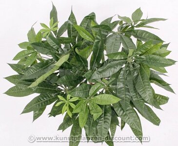 glücksfeder groß kaufen ZAMIOCULCAS ZENZI online kaufen bei potflourri main image 1