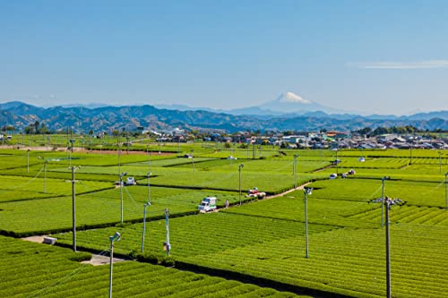 JAおおいがわ 緑茶 ティーバッグ 3g×40