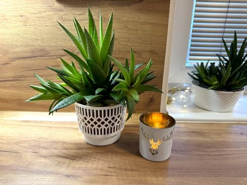 3 Stück Übertopf Klassik 13 cm weiß im Set, Blumenübertopf Sukkulententopf Kakteentopf Pflanztopf Blumentopf Orchideentopf Zimmerpflanzen Deko Topf