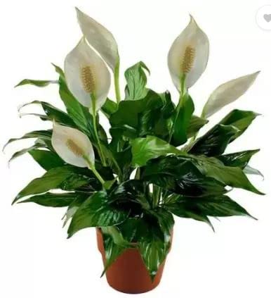 Nature Peace Lily Indoor Air Purify Healthy And Beautiful Live Plant. (B0B56LNC1Q) Amazon Price History, Amazon Price Tracker