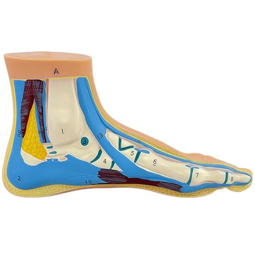 Image of Human Foot Anatomy Model with Numbered Structures, Life-Size Normal Foot for Education, Podiatry Study, and Patient Demonstration
