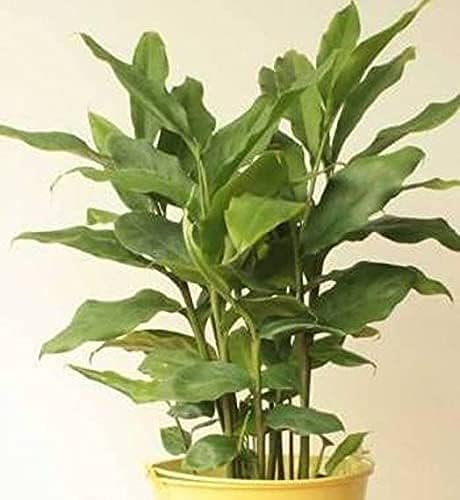 Image of Real Live Green Cardamom Badi Elaichi Spice Plant For Home Garden With Black Plastic Pot 4