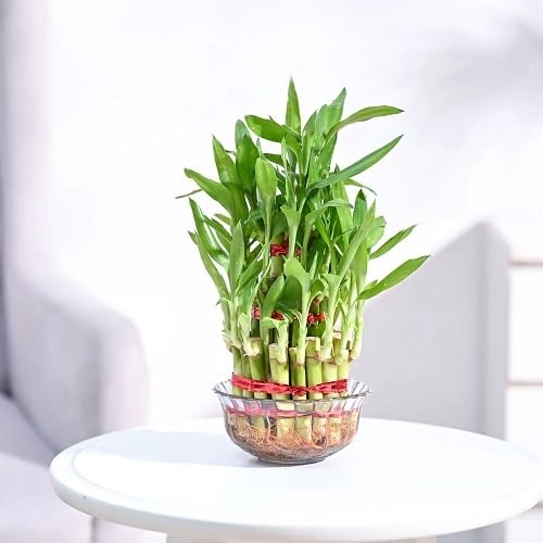 98Pcs Green Lucky Bamboo Plant Seeds