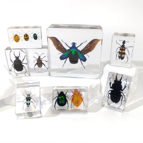 8 Pcs Taxidermy Beetles in Resin, 1 Large & 7 Small Beetles Specimens Insect Resin Set for Entomology Education Kit, Biology Display Supplies, Oddities and Curiosities Gifts Bug Collection(Chafer)