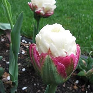 6 Tulip Bulbs Flower Bulbs Garden Ornamental Plants, Rare Ice Cream, Tulips, Unique Visual Enjoyment, Exotic Perennials