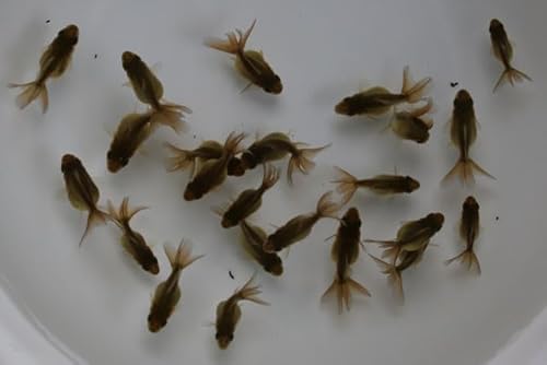 （国産金魚なまず園）ブラックローズテール 当歳 1匹 全長約3～4cm前後 （生体60625-1)のサムネイル