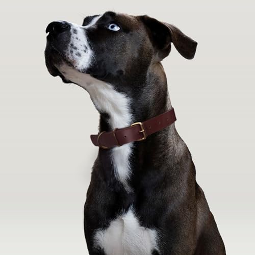 1,5 Meter Premium Leder Hundeleine und Halsband Set für stilvolle Hunde, weiches Lederhalsband und Starke doppelt geflochtene Leine, bequemes und sicheres Hundetraining, Spielen (Groß)