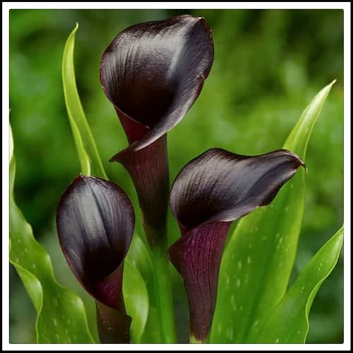 Flowering Rhizome/Greening Flower/Calla Lily Bulbs/Good for Containers/Cut Flowers/Suitable, Excellent Display,Easy to Plant-2 Bulbs-D