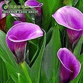 Amazon.es: Totexa - Jardinería: Jardín