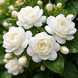 Jasmine Seeds (20 Seeds) – Fragrant White Jasmine Flower Seeds, Beautiful Garden Blooming Plant, Sweet Scented Jasmine for Outdoor Garden, Patio Containers & Trellis