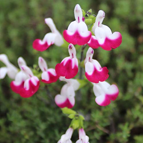 Salvia ‘Cherry Lips’ Sage Hardy Perennial Flowering Garden Plant Part of The Popular ‘Lips’ Series Pretty Flowers Aromatic Foliage Patio Plant 1 x 9cm Pot Salvia ‘Cherry Lips’ by Thompson and Morgan