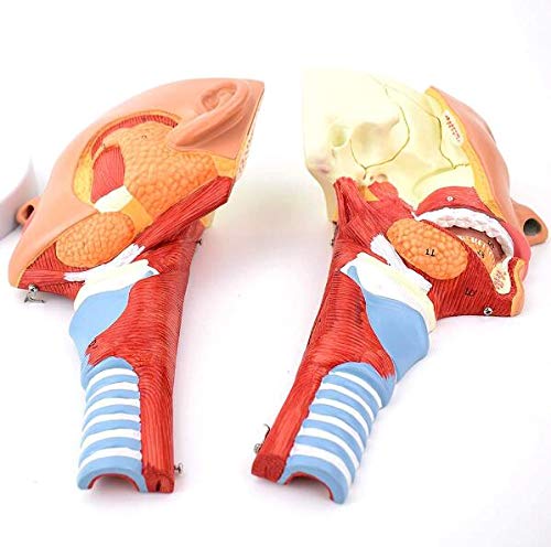 Anatomia głowy Mięsień gardłowy, gardło, usta, nos, język Model anatomiczny Narządy medyczne Materiały dydaktyczne