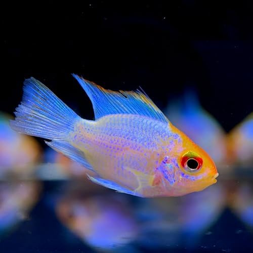 Golden Head Electric Balloon Ram (2 fish pack) Live Fish