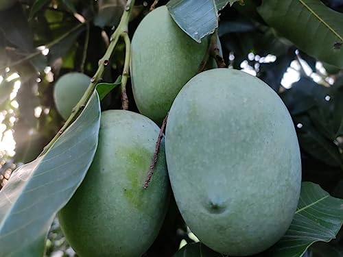 GreenWorld Special Big Size Langra Mango Plant (King Of Mango) Healthy Grafted Sweet Aam/Mango Live Plant,Fruit After 1 Year (B0CCLP26GK) Amazon Price History, Amazon Price Tracker