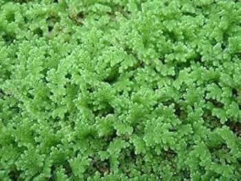 Azolla seeds 400 seeds Green