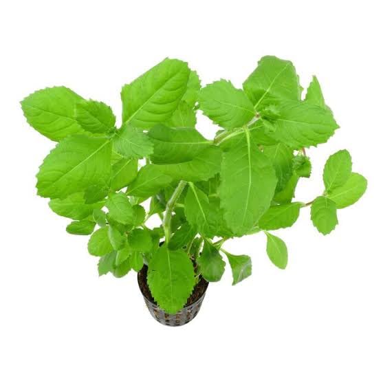 Water Wisteria - Hygrophila difformis - PottedPlants - Live Aquarium Plants - Rajvinoth Ronin BettaS (B0CXT5KY32) Amazon Price History, Amazon Price Tracker