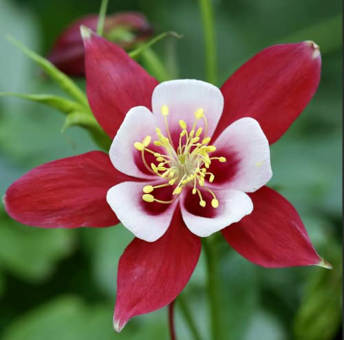 Mixed Columbine Mckana Giants Flower Seeds（2000)-Beautiful-Garden Planting #TOP5
