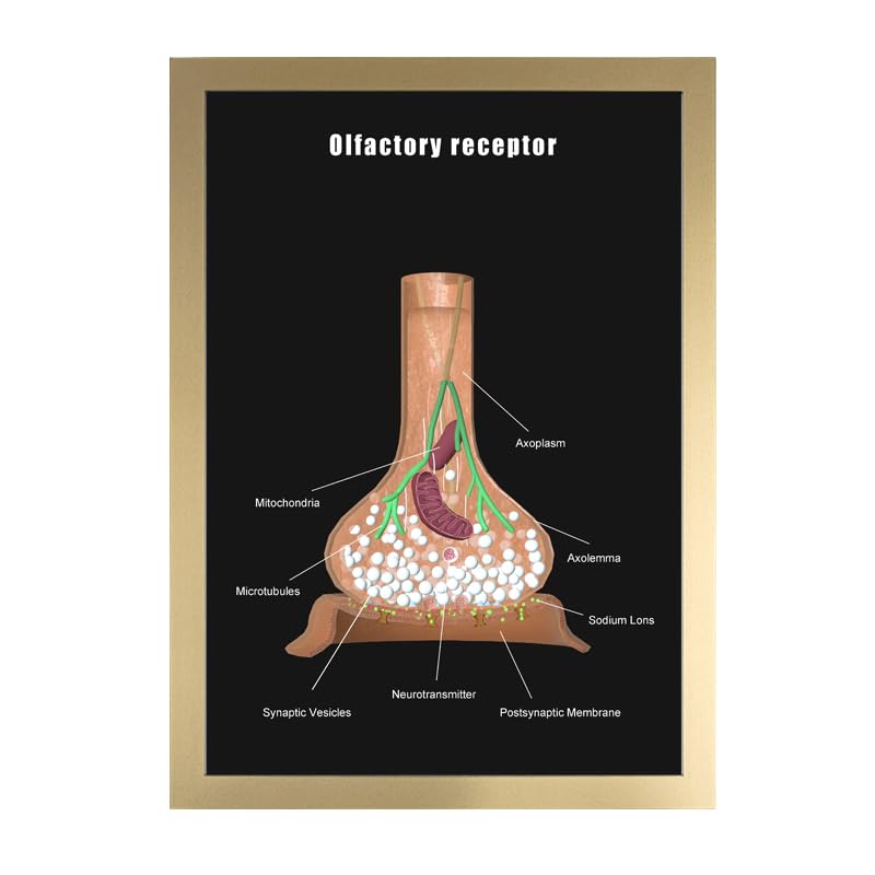 Image of Taanfu Body Educational Learning Anatomy Posters ，Olfactory Receptor Art Olfactory Villi Anatomy Art Poster Digestive System Organs Illustration Small Intestine Physiology Anatomy Wall Art Villi