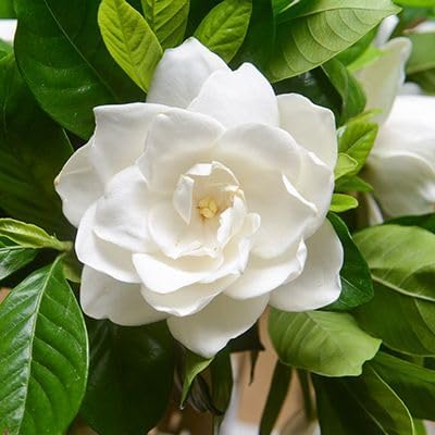 Miniatura 8 de Gardenia Veitchii - Siempre en Flor - Gardenia Jasminoides. Arbusto Perenne Fragante con Follaje Brillante y Flores Blancas Puras, Perfecto para