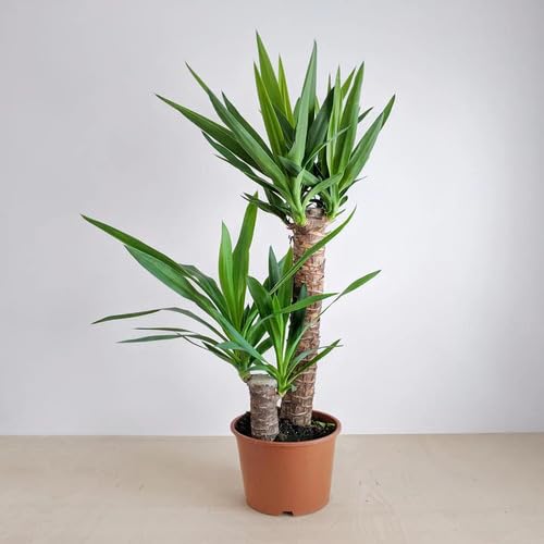 Yucca Plant Seeds Green 70pcs