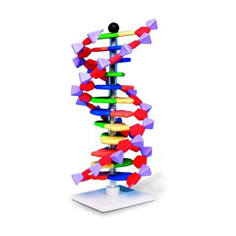 Molymod DNA Double Helix Model Cover