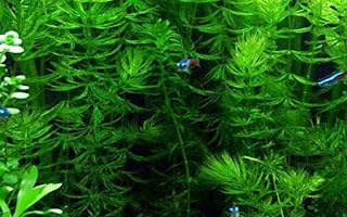 Marcus Fish Tanks 3X Oxygenating Hornwort Coontail
