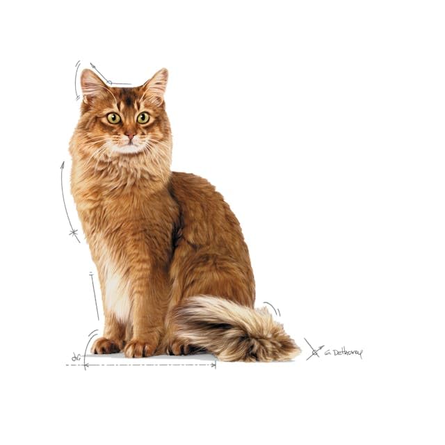 Royal Canin Light Weight Care in Gelee | 12 x 85 g | Nassfutter für Katzen | Zur Unterstützung für übergewichtige Katzen | Enthält Eisen, Mangan und Zink