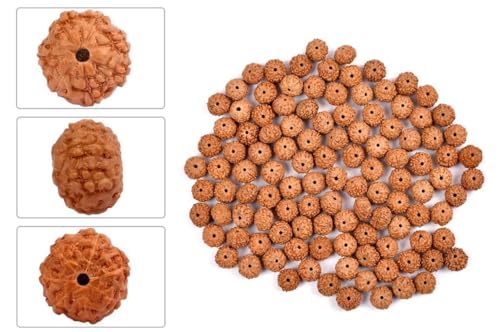 Image of Vado Certified 7 Mukhi Nepali Rudraksha with Authentic Lab Certificate Natural Beads (7 Mukhi)