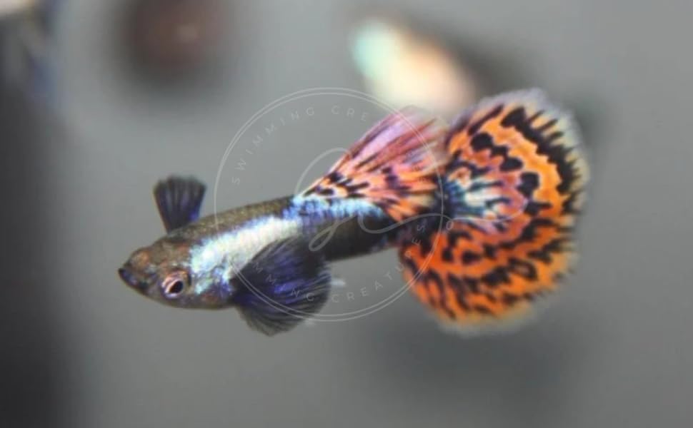 Swimming Creatures Tropical Live Guppy Peces de Acuario de Agua Dulce (5 Dumbo Ear Macho Guppy)